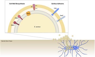 Staphylococcus aureus Cell Wall Biosynthesis Modulates Bone Invasion and Osteomyelitis Pathogenesis